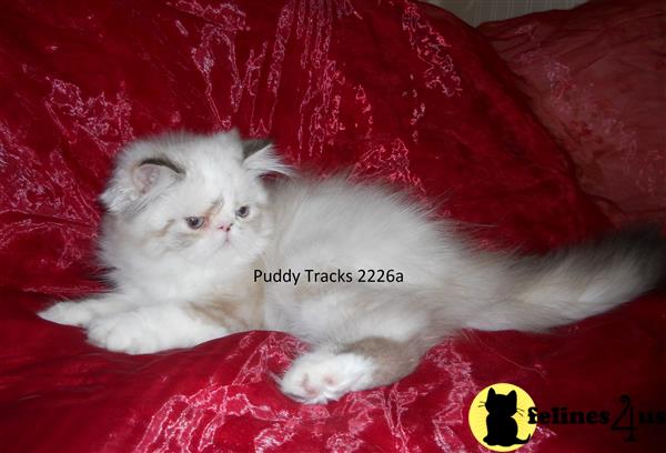 Puddy Tracks Picture 2